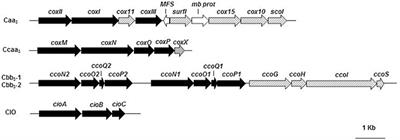 Biphenyl Modulates the Expression and Function of Respiratory Oxidases in the Polychlorinated-Biphenyls Degrader Pseudomonas pseudoalcaligenes KF707